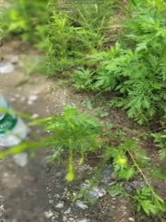 “ 太 深 了 哎 呦 我 操 促 進 去 了 ” 對 白 搞 笑 淫 蕩 各 種 粗 口 大 奶 子 女 主 播 約 個 屌 絲 野 戰 還 說 才 知 道 BB尿 尿 是 有 個 小 眼 兒