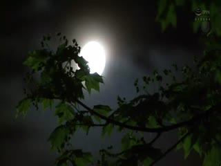 jul-330 夏夜不伦恋 鈴乃広香