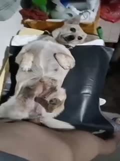 【卧槽，给狗艹翻白眼了】见过被狗日的！见过日了狗的吗？