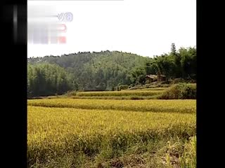 Goporn新作甄选高颜扫街实录内射爆操天然白虎嫩妹