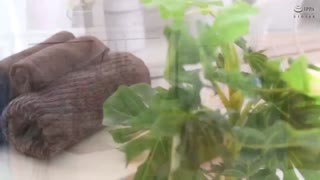 新學生妹放學回春腳底按摩＋ Vol.033 悠月梨愛菜 MDTM-623